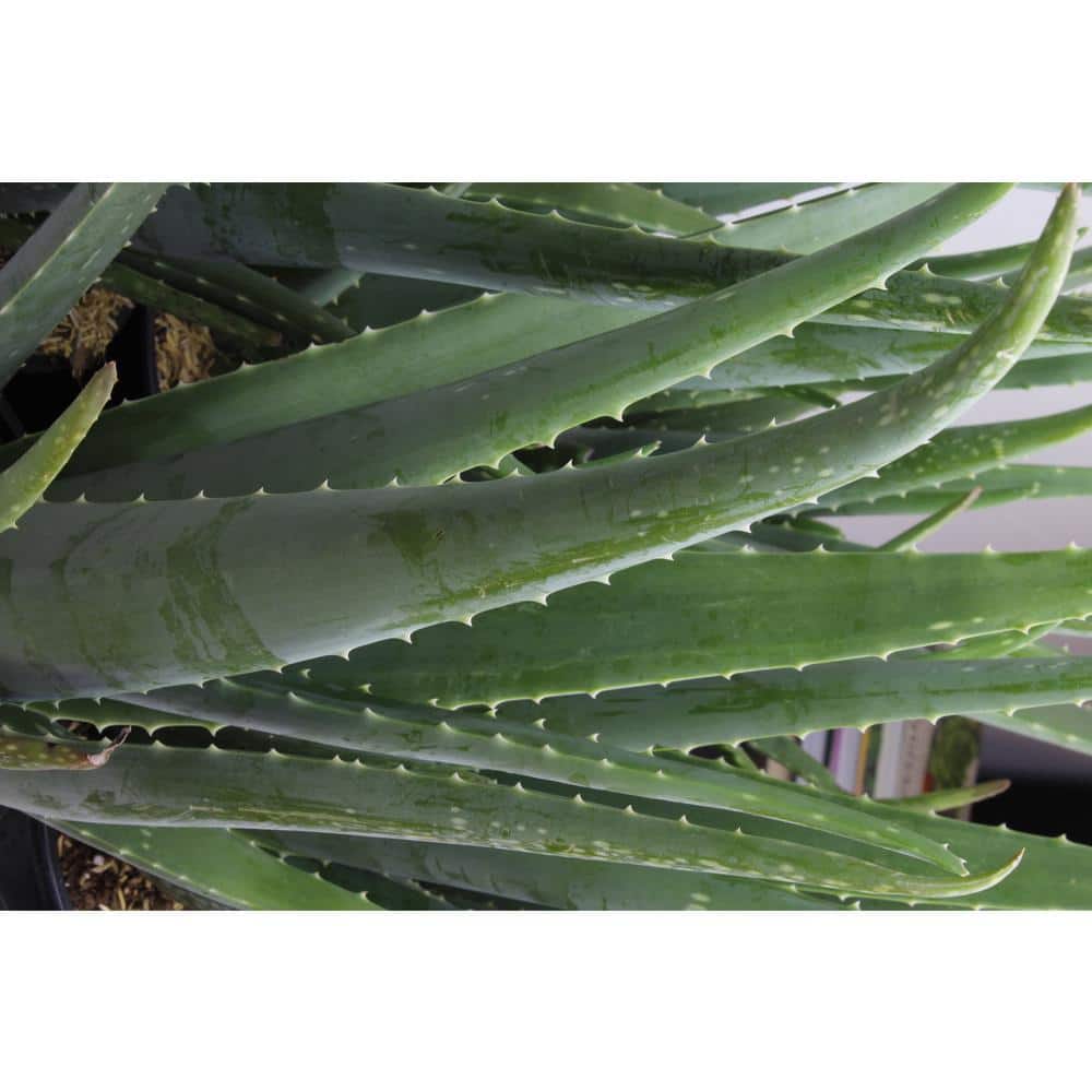 3.5 in. Aloe Vera Plant (3-Pack) - Hercitys