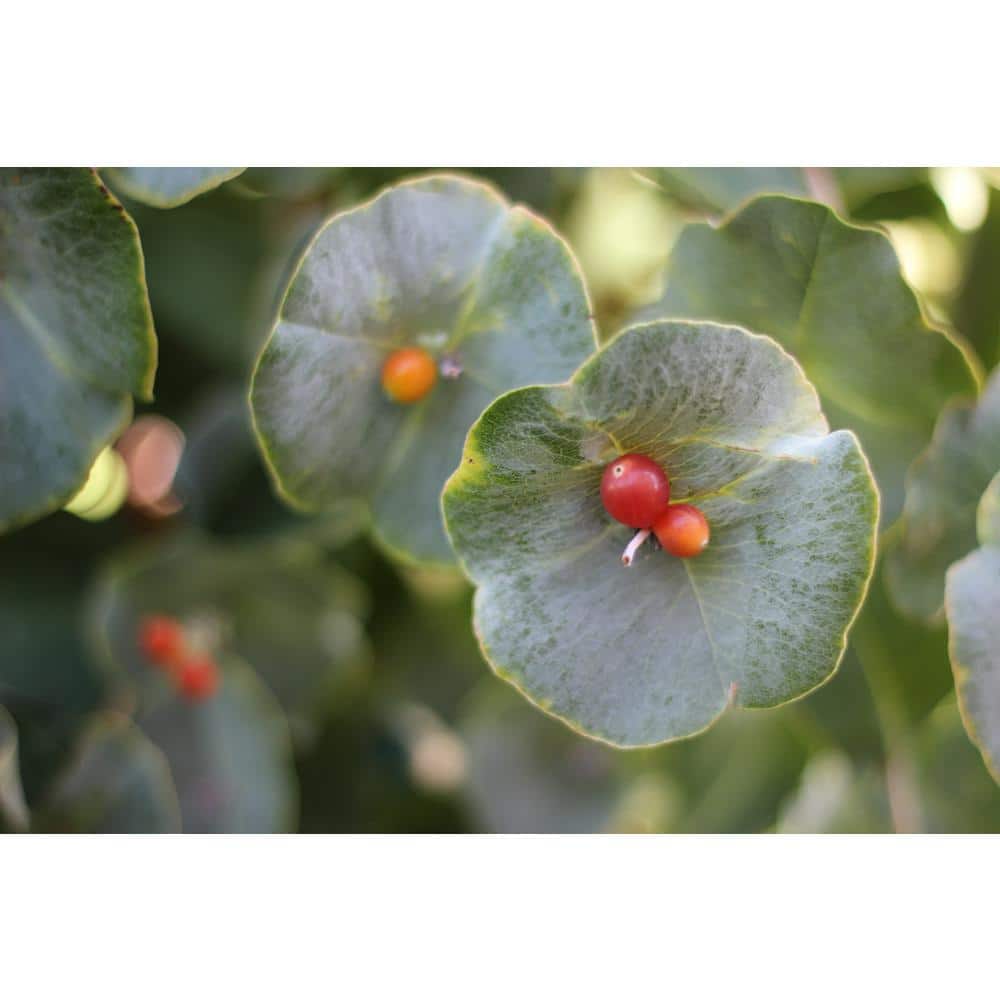 4.5 in. Quartz Kintzley’s Ghost Honeysuckle (Lonicera Reticulata) Live Flowering Shrub with Yellow and White Flowers - Hercitys