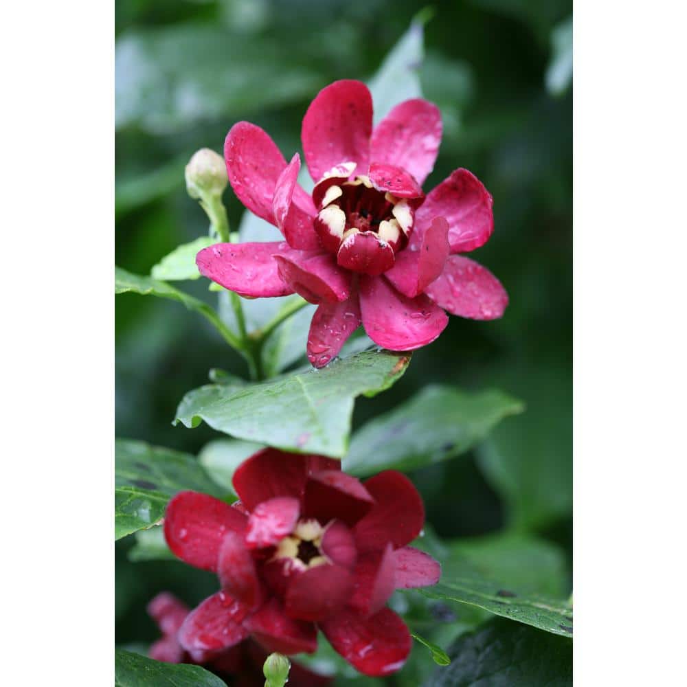1 Gal. Aphrodite Allspice Sweetshrub (Calycanthus) Live Shrub, Red Flowers - Hercitys
