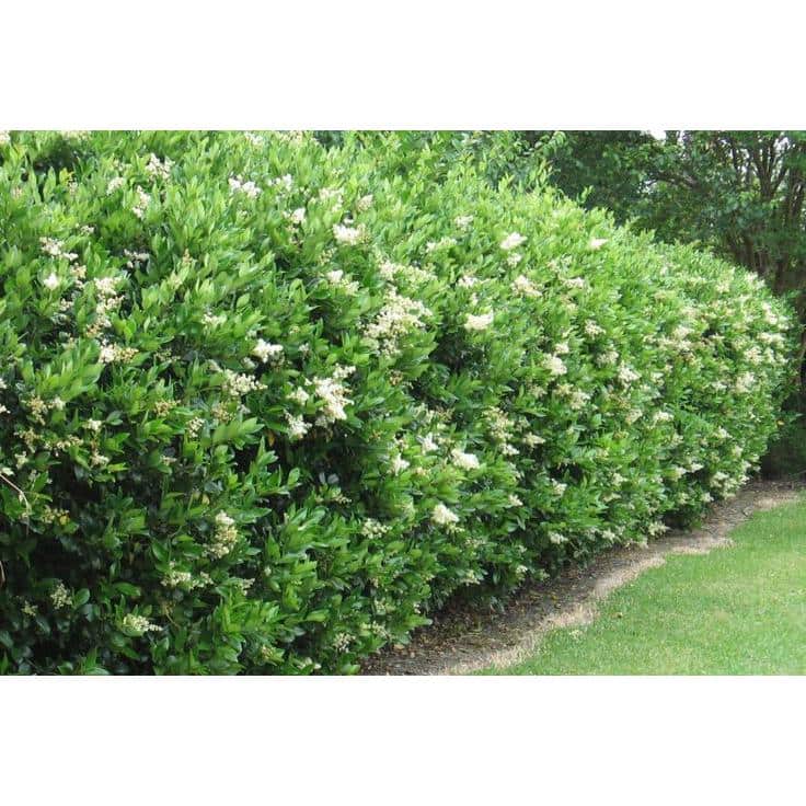 #1 Container Waxleaf Privet Hedge Shrub (4-Pack) - Hercitys