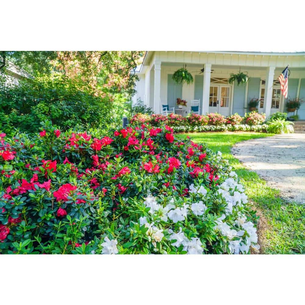 3 Gal. Autumn Bonfire Reblooming Azalea Shrub with Red Flowers - Hercitys