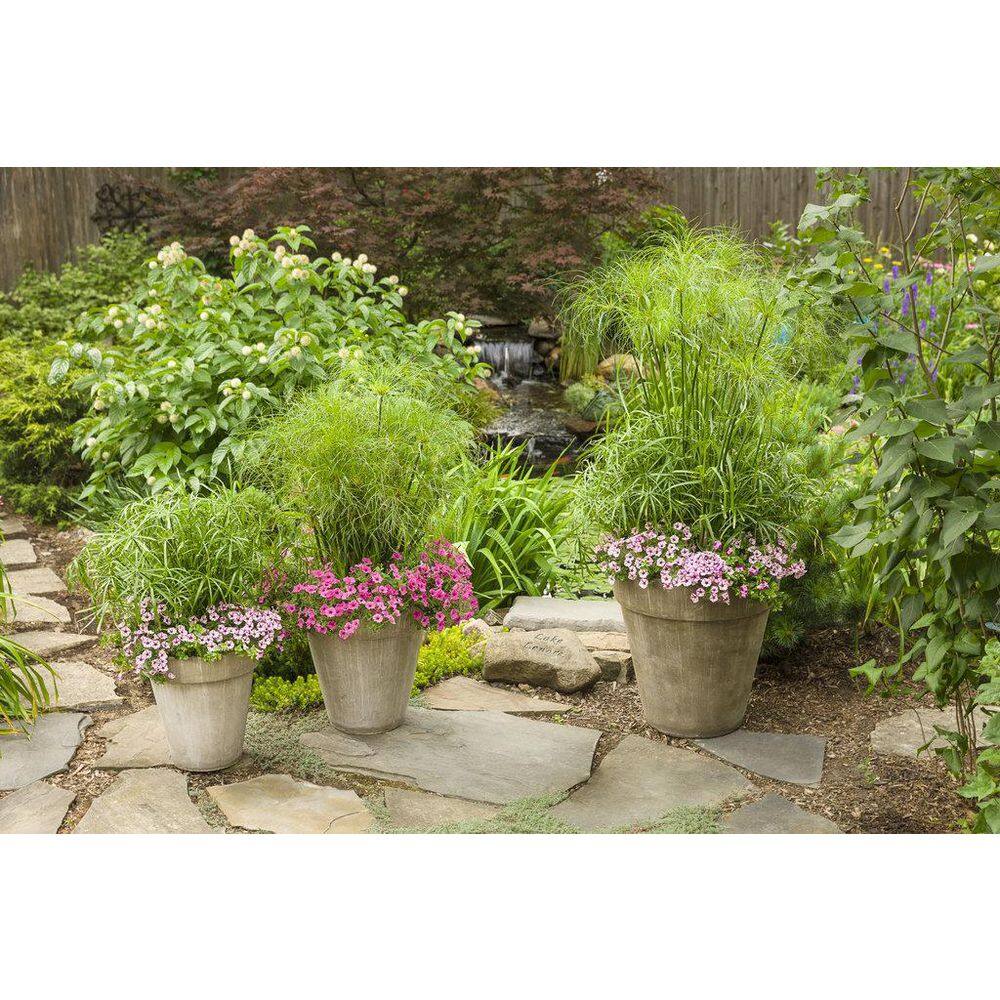 4.25 in. Eco+Grande Supertunia Mini Vista Pink Star (Petunia) Live Plant, Light Pink and White Striped Flowers (4-Pack) - Hercitys