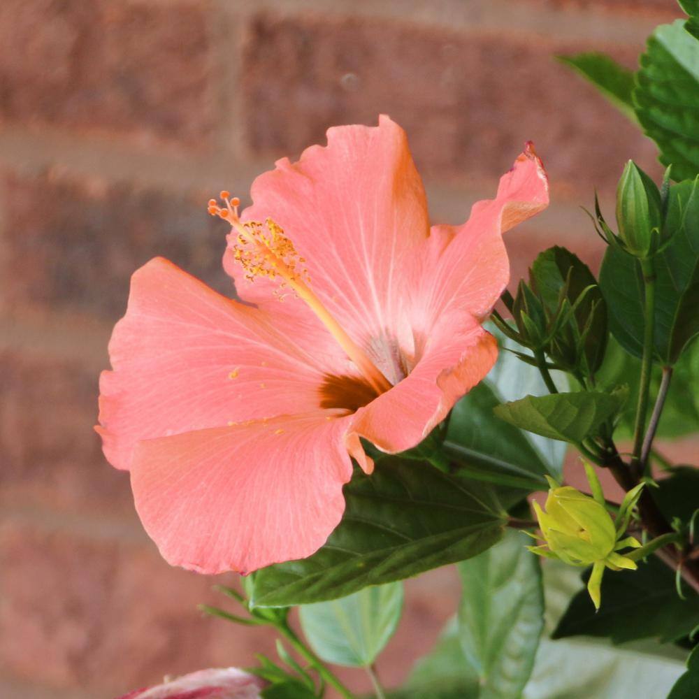 2 gal. Hibiscus Peach Braided Annual Tree Plant with Peach Flowers - Hercitys