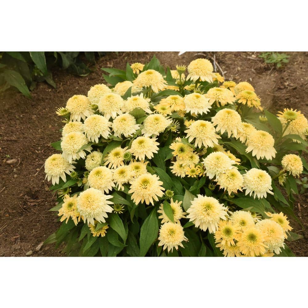 1 Gal. Double Coded Butter Pecan Yellow Flowers, (Coneflower) Live Perennial Plant (1-Pack) - Hercitys