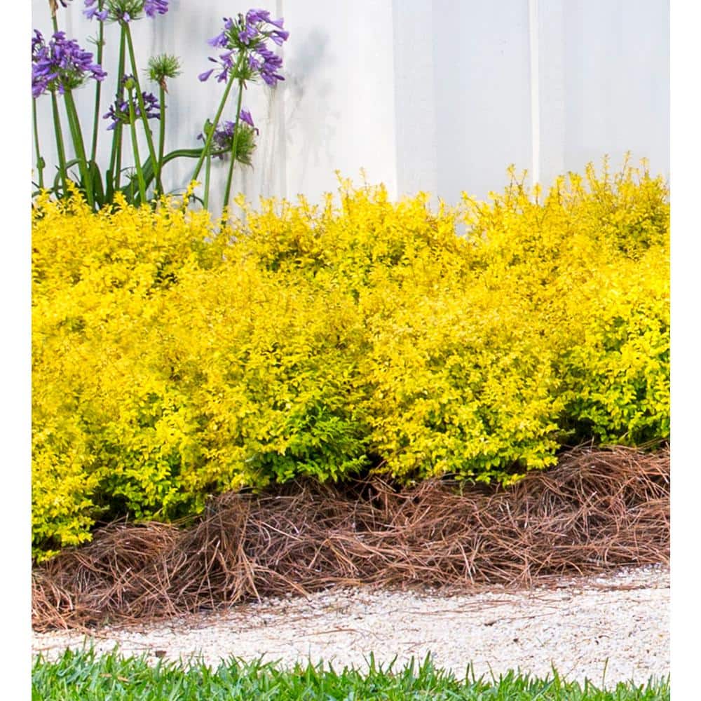 2.5 Qt. Sunshine Ligustrum, Evergreen Shrub, Bright Golden-Yellow Foliage - Hercitys