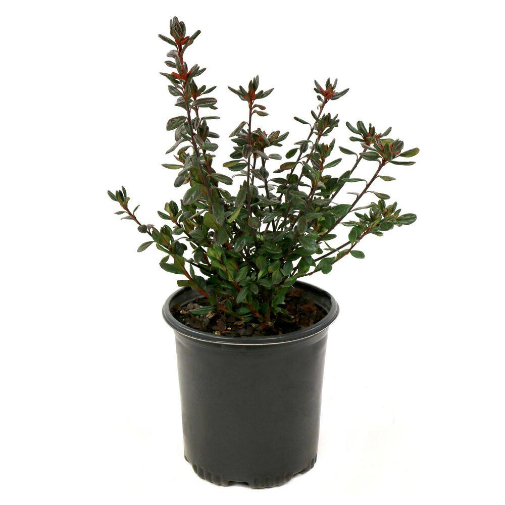 2.5 Quart Azalea ‘Stewartstonian’ Flowering Shrub with Red Flowers - Hercitys
