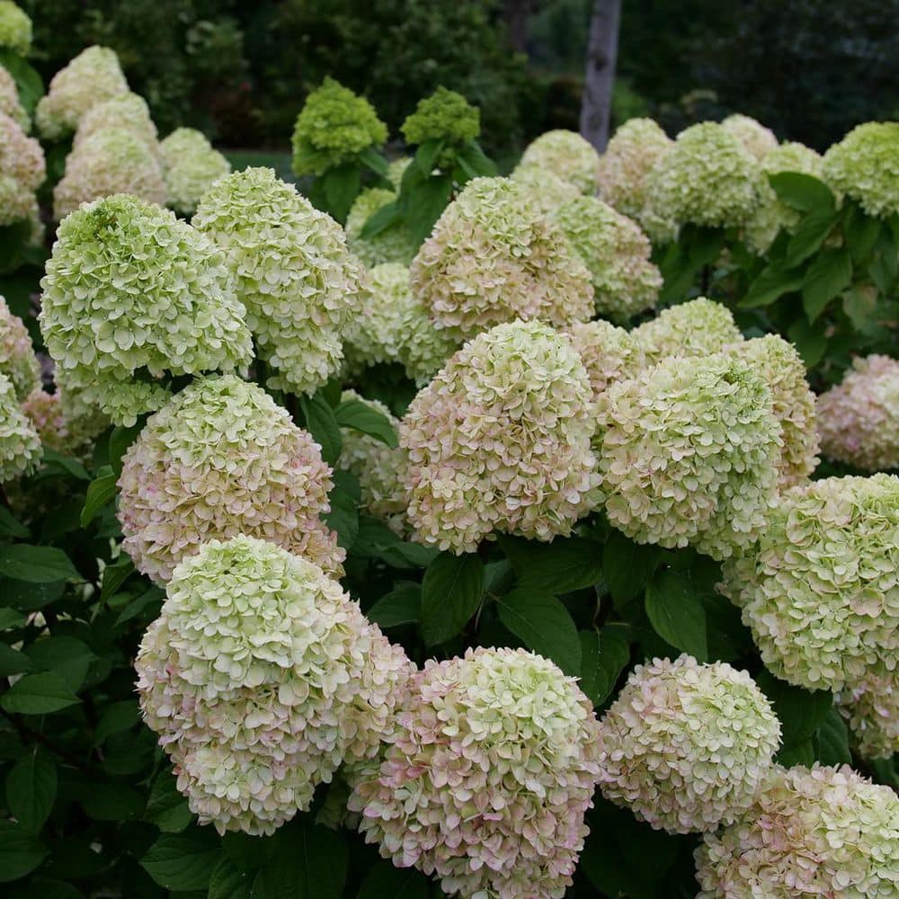 4.5 in. qt. Powerball Panicle Hydrangea (Paniculata) Live Flowering Shrub with Green, White and Pink Flowers - Hercitys