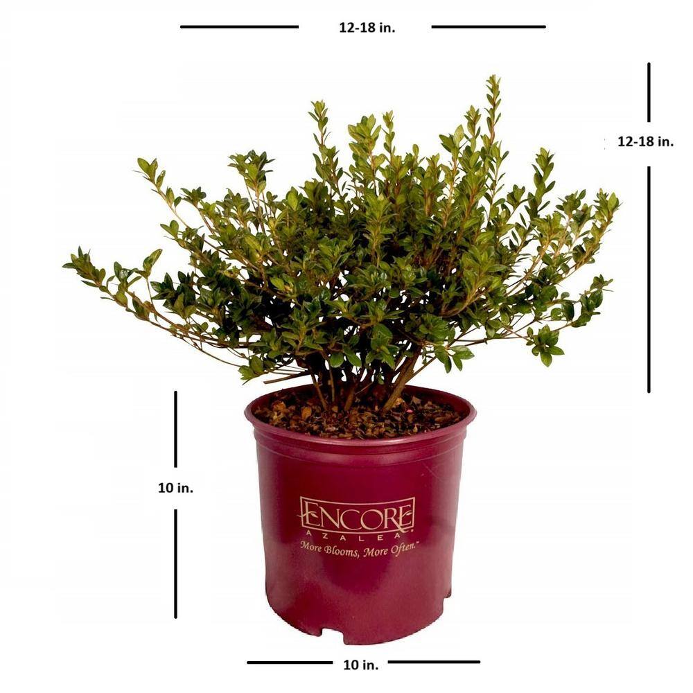 3 Gal. Autumn Moonlight Shrub with Crisp White Semi-double Reblooming Flowers - Hercitys