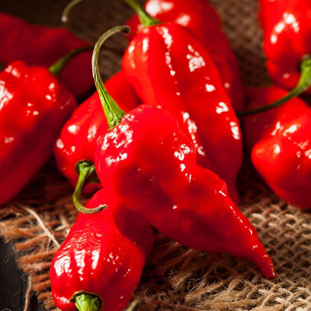 19 oz. Red Ghost Super Hot Pepper Plant (2-Pack) - Hercitys