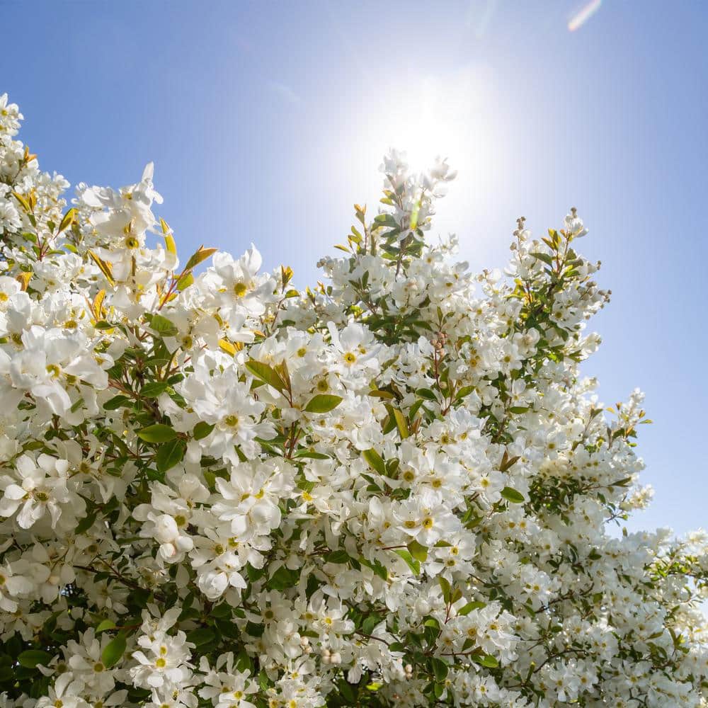 2 Gal. Lotus Moon Pearlbush Shrub with White Flowers - Hercitys