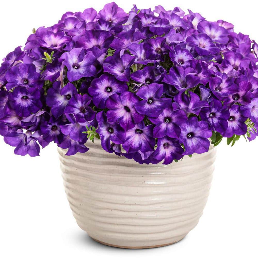 4.25 in. Eco+ Grande Supertunia Blue Tiara (Petunia Hybrid) Live Annual Plant with Purple Flowers 4-Pack - Hercitys