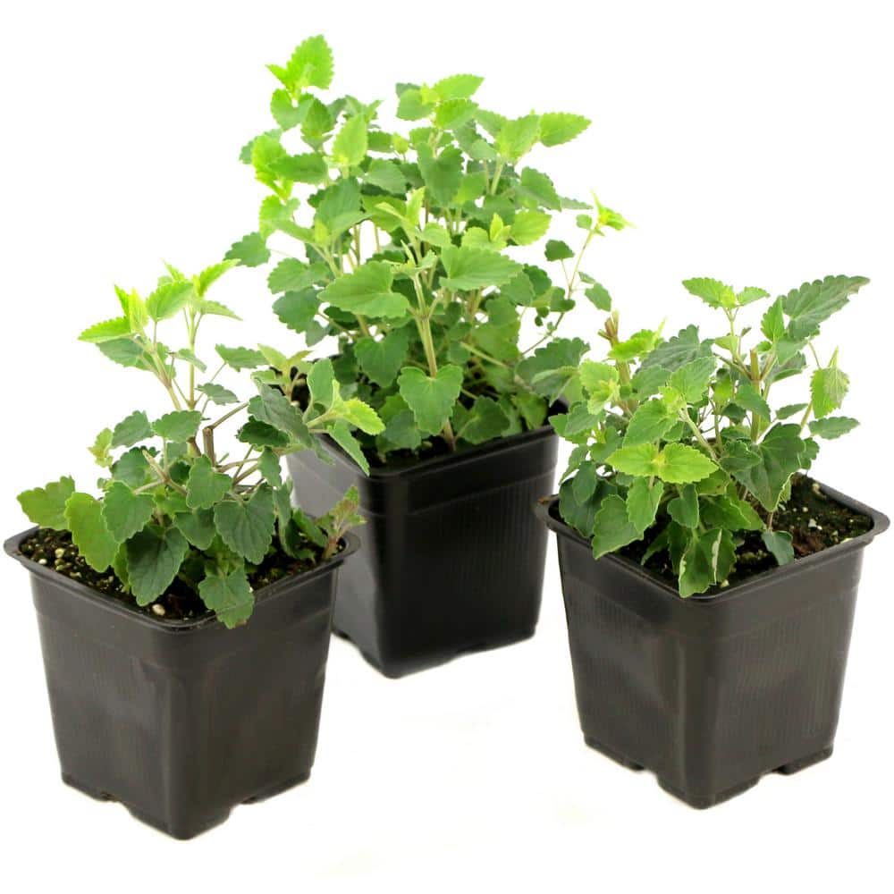 3.25 in. Little Adder Agastache Perennial Plant with Purple Flowers 3-Piece - Hercitys