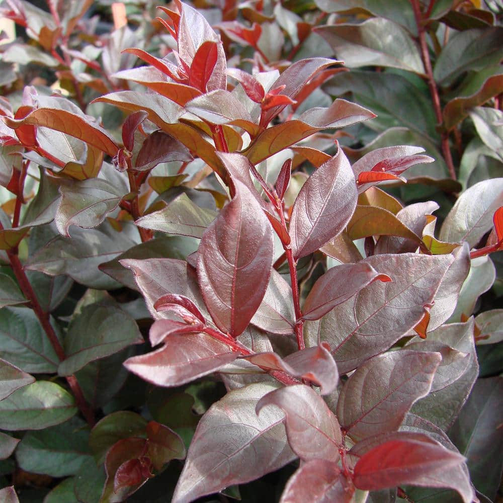 2 Gal. Plum Magic Crape Myrtle Flowering Shrub with Fuschia Pink Flowers - Hercitys