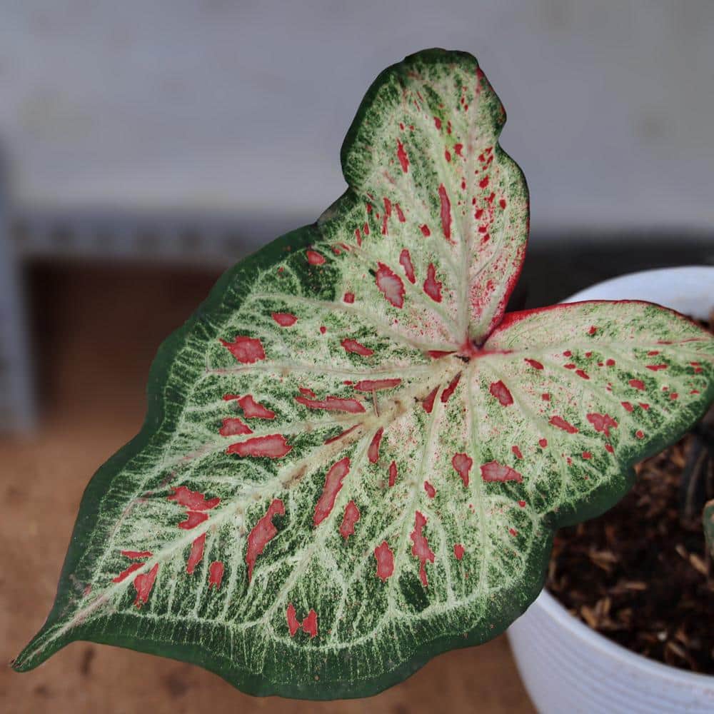 4 in. Caladium Candyland Perennial Plant (3-Pack) - Hercitys