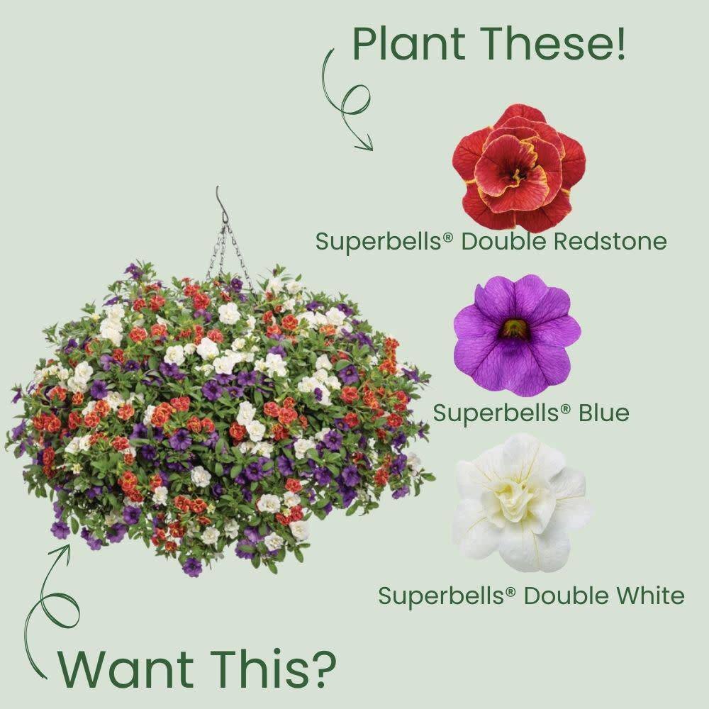 4.25 in. Eco+ Grande Superbells Double Redstone (Calibrachoa hybrid) Live Annual Plant with Red Flowers 4-Pack - Hercitys