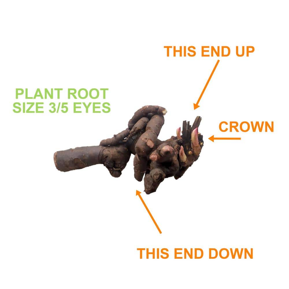 3/5 Eyes, Bartzella Itoh Peony Flower Bulbs, Live Bare Root (Bag of 1) - Hercitys