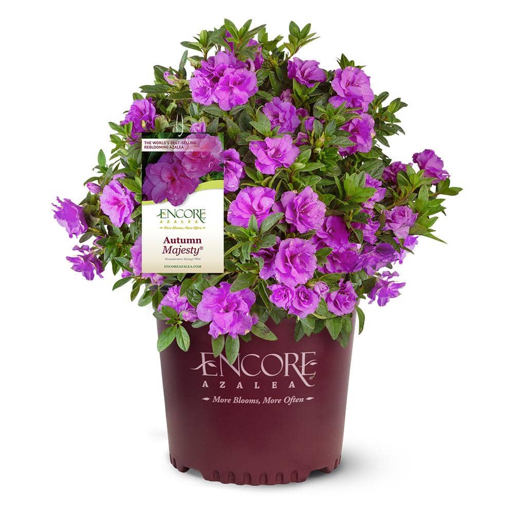 1 Gal. Autumn Majesty Encore Azalea Shrub with Purple Ruffled Reblooming Flowers - Hercitys