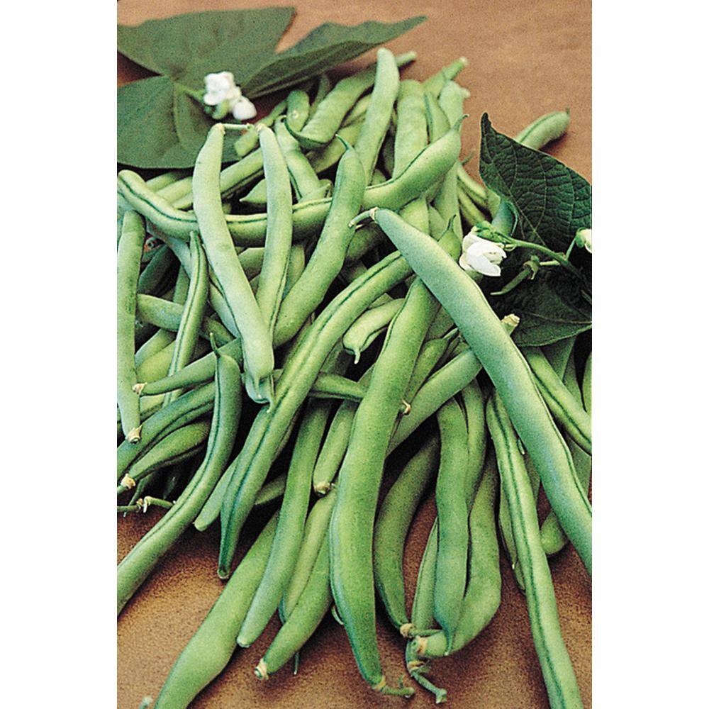 0.5 lb. Bush Bean Blue Lake 274 (Seed Packet) - Hercitys