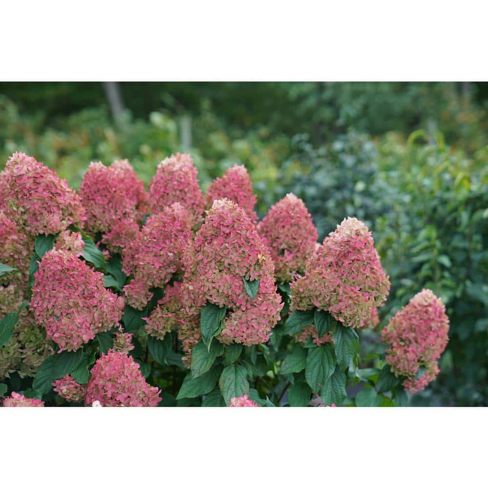 4.5 in. Qt. Quick Fire ‘Fab’ Hydrangea, Live Plant, White and Pink Flowers - Hercitys