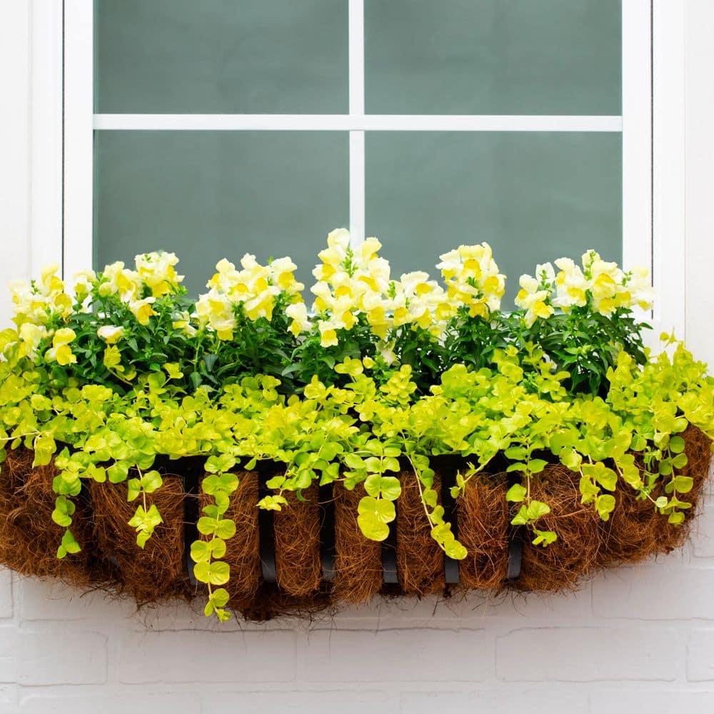 1 Pt. Lysimachia Creeping Jenny Yellow Perennial Plant (6-Pack) - Hercitys