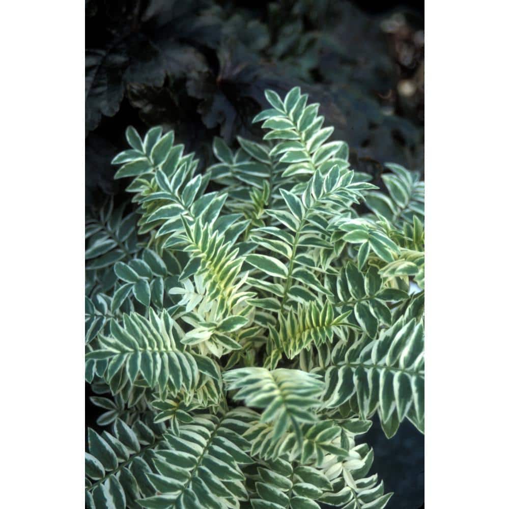 1 Gal. Pot, Touch of Class Jacob’s Ladder Potted Perennial Plant (1-Pack) - Hercitys