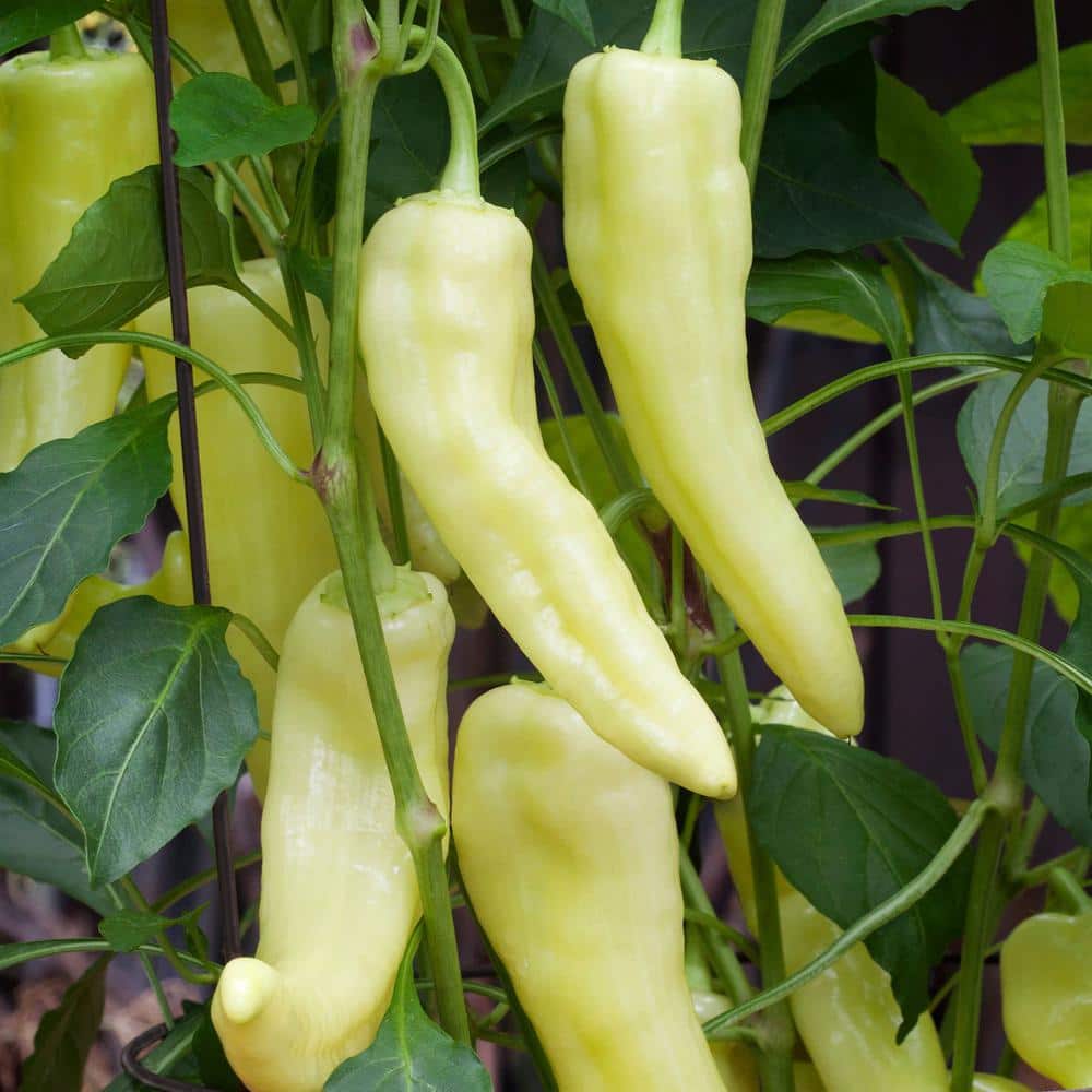 19 oz. Sweet Banana Pepper Plant (2-Pack) - Hercitys