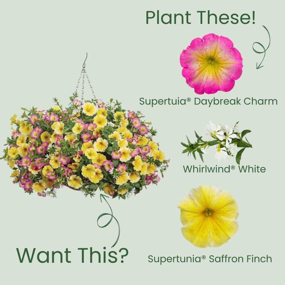 4.25 in. Eco+ Grande Supertunia Daybreak Charm (Petunia Hybrid) Live Annual Plant with Pink Flowers 4-Pack - Hercitys