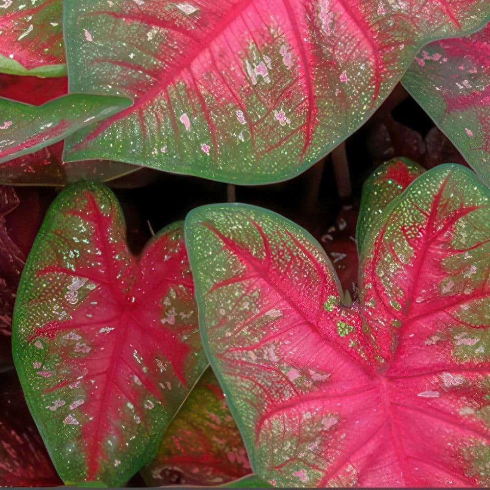 4 in. Caladium Party Punch Perennial Plant (3-Pack) - Hercitys