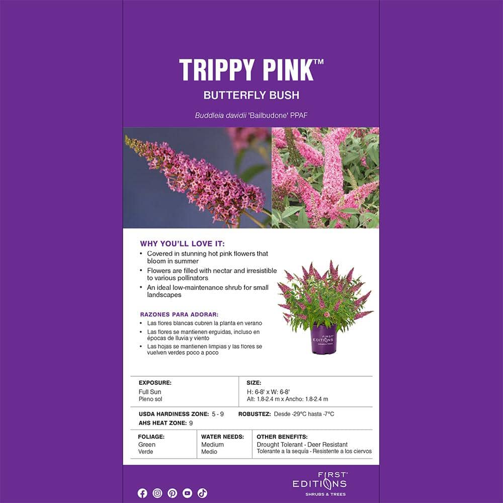 2 gal. Trippy Pink Buddleia Shrub with Hot Pink Blooms - Hercitys