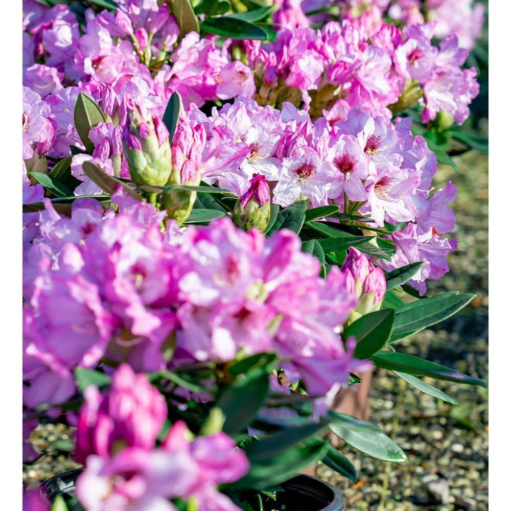 2.5 Qt. Radiance Southgate Rhododendron, Live Evergreen Shrub, Deep Lavender Buds open to Light Purple Blooms - Hercitys
