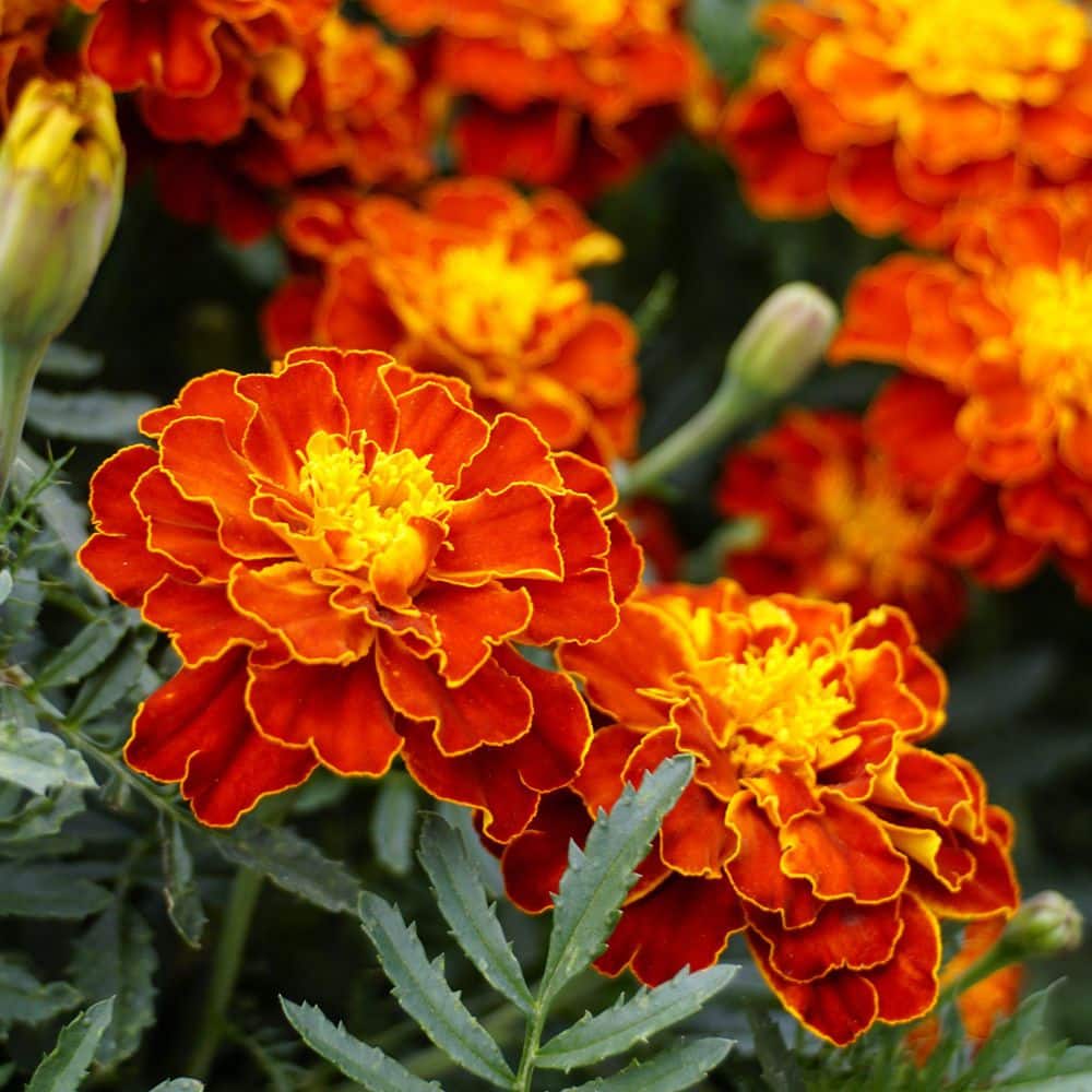 3.5 in. Marigold Pollinator Plant Seed Grow Kit - Hercitys
