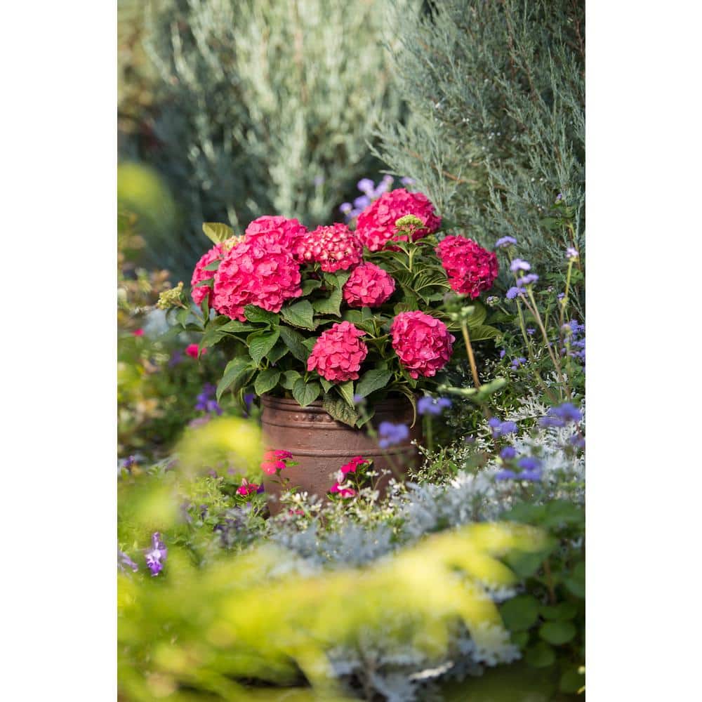 3 Gal. Summer Crush Reblooming Hydrangea Flowering Shrubs with Raspberry Red Flowers - Hercitys