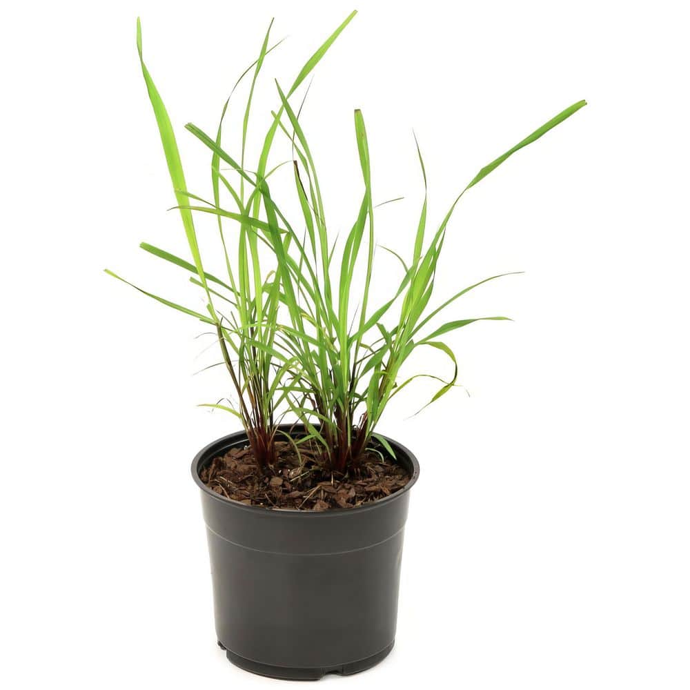 1 gal. Lemongrass Plant - Hercitys