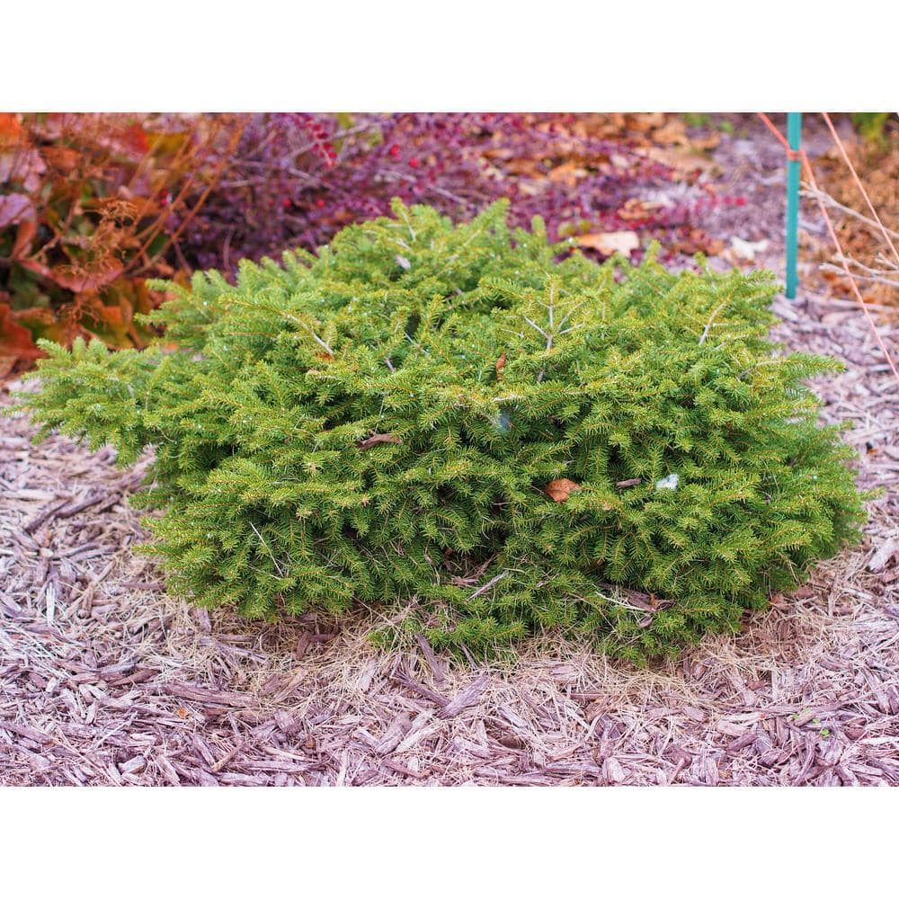 1 Gal. Bird’s Nest Norway Spruce Shrub Hardy, Uniquely Shaped, Lowmaintenance Dwarf Conifer - Hercitys