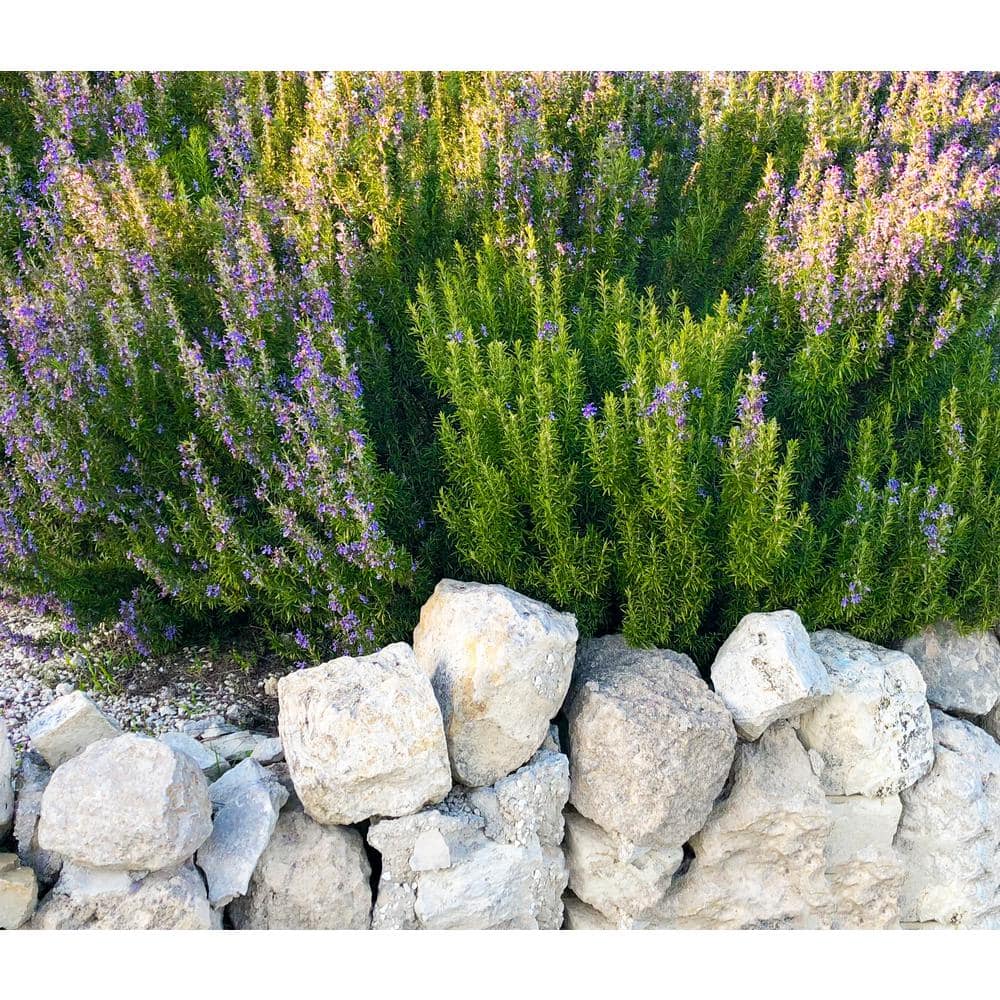 1 gal Tuscan Blue Rosemary Shrub (2-Pack) - Hercitys