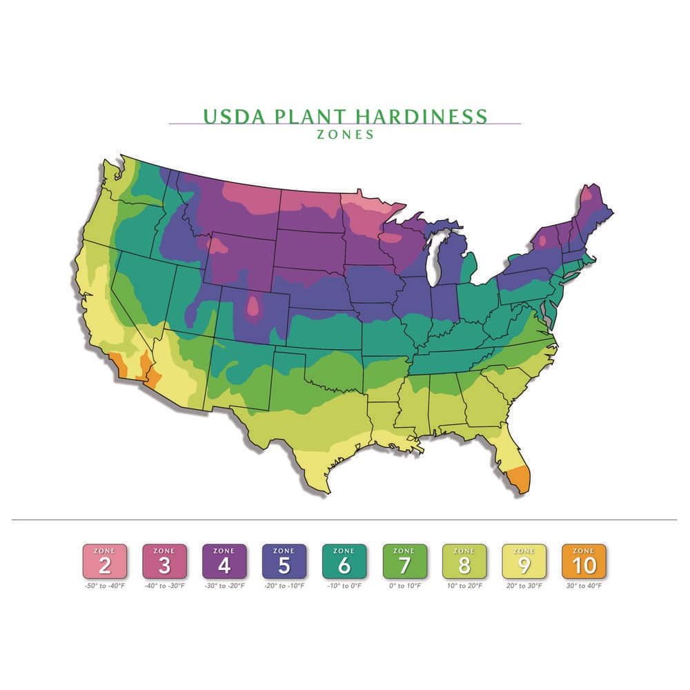 3 Gal. ‘Little Goldstar’ Black-Eyed Susan (Rudbeckia) Live Potted Perennial Plant with Golden Yellow Flowers (1-Pack) - Hercitys