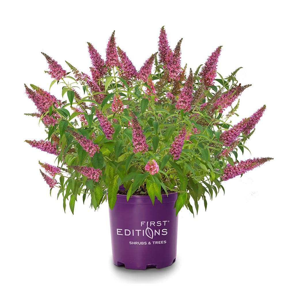 2 gal. Trippy Pink Buddleia Shrub with Hot Pink Blooms - Hercitys