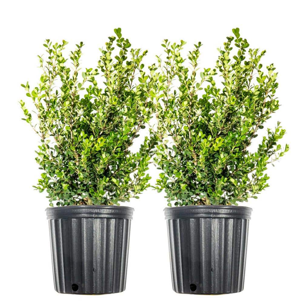 3 Gal. Japanese Boxwood Shrub (2-Pack) - Hercitys