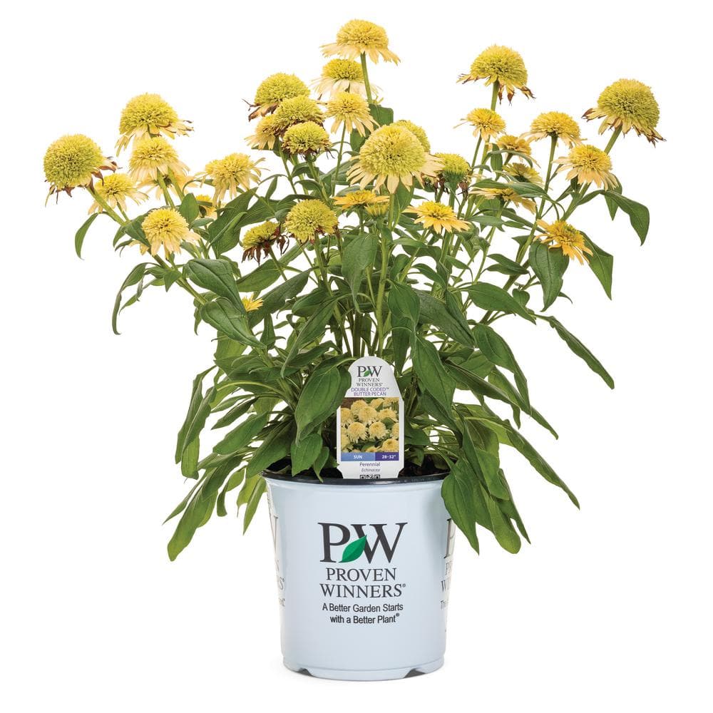 1 Gal. Double Coded Butter Pecan Yellow Flowers, (Coneflower) Live Perennial Plant (1-Pack) - Hercitys