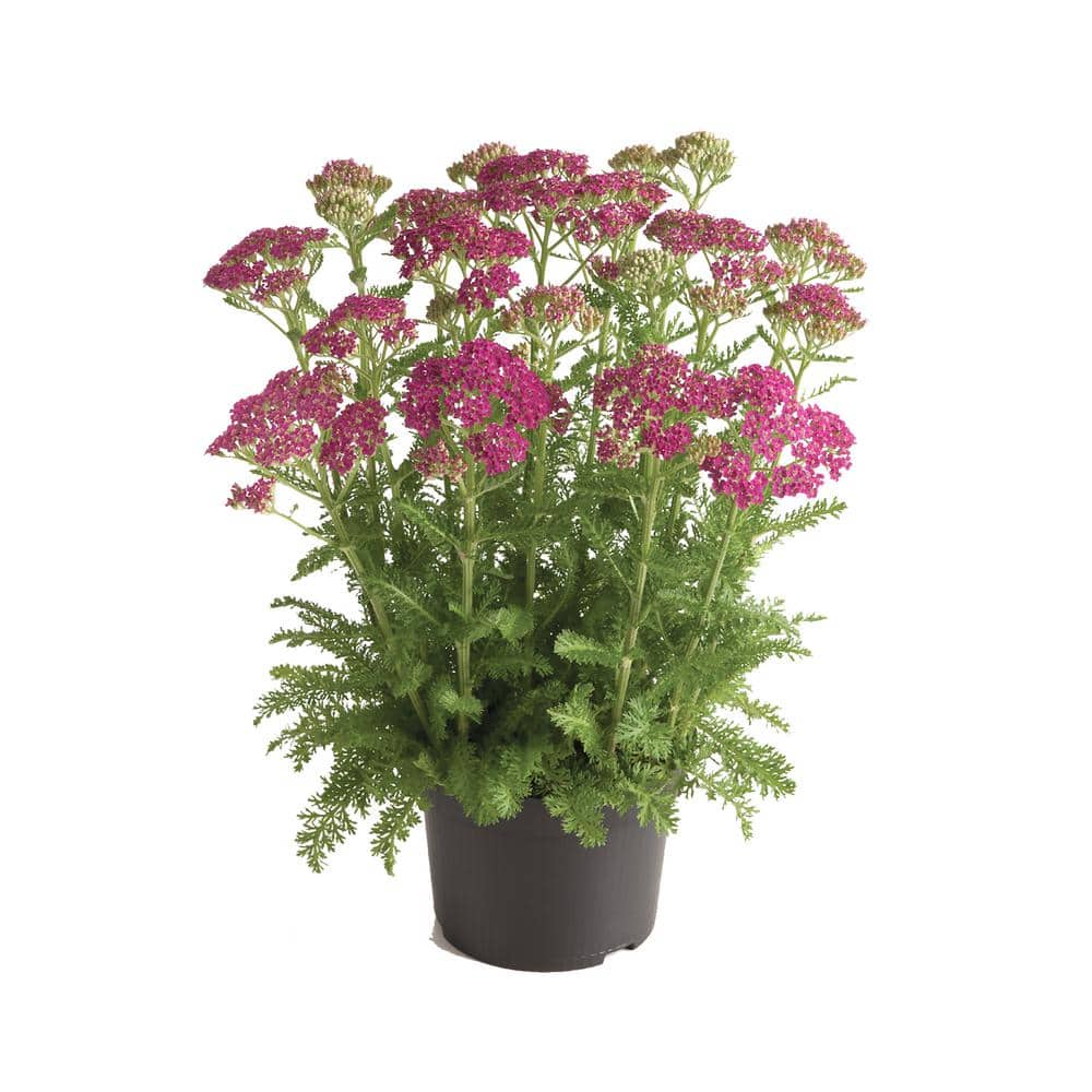 2.5 qt. Achillea Milly Rock Rose Perennial Plant with Pink Flowers – (1-Pack) - Hercitys