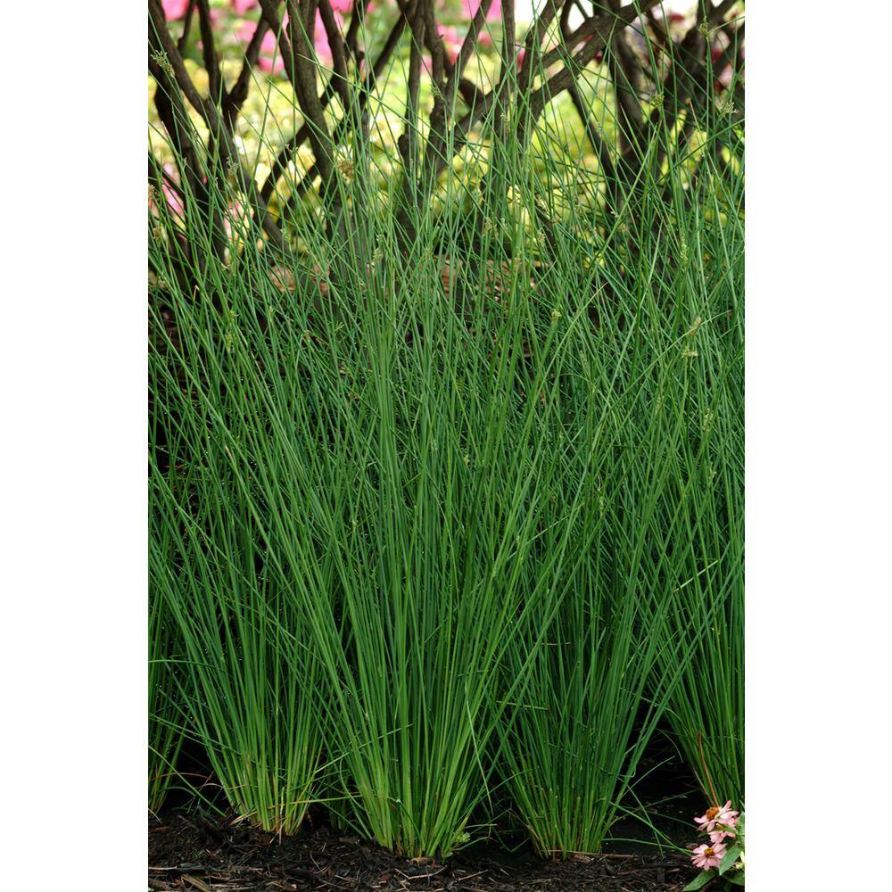 2.5 qt. Perennial Grass Juncus Inflexus Blue Dart (4-Pack) - Hercitys