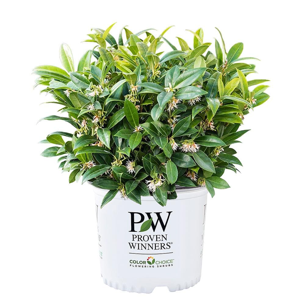 2 Gal. Sweet and Low Sweet Box Shrub - Hercitys
