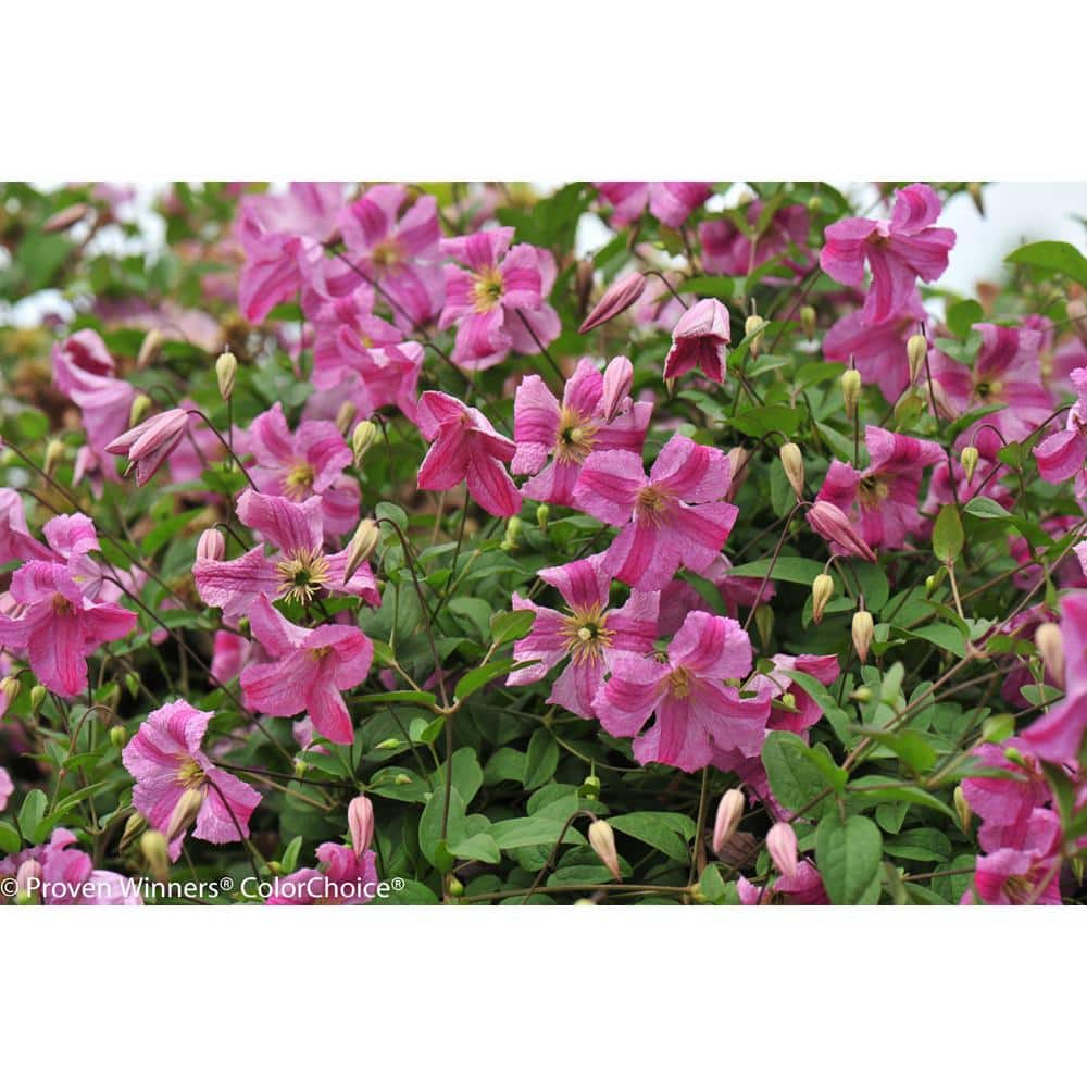 4.5 in. qt. Pink Mink (Clematis) Live Shrub, Pink Flowers - Hercitys