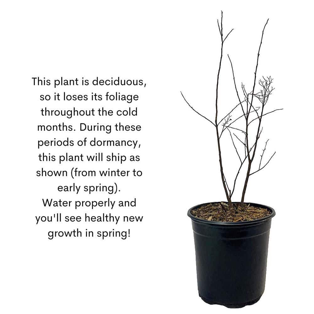 2.25 Gal. Natchez Crape Myrtle Tree - Hercitys