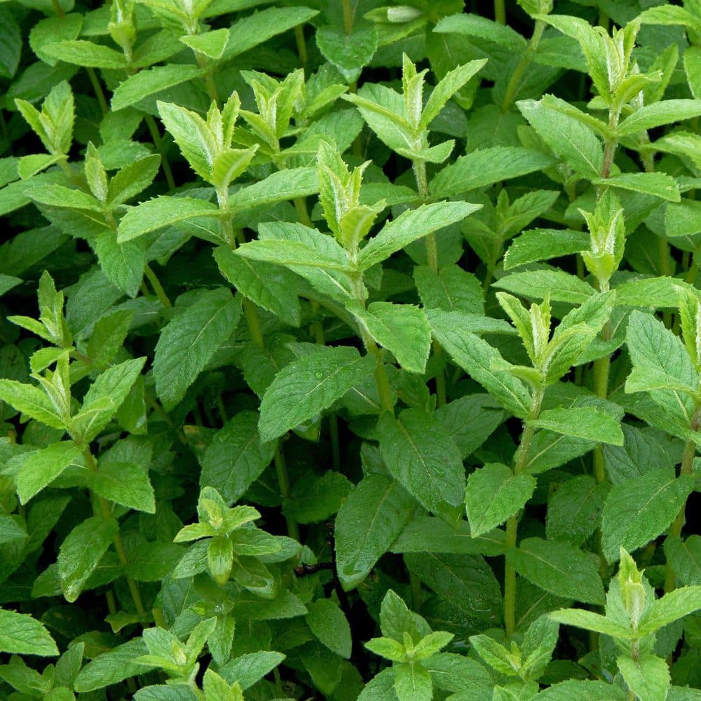 2.5 in. Spearmint Mint Plant (3-Pack) - Hercitys