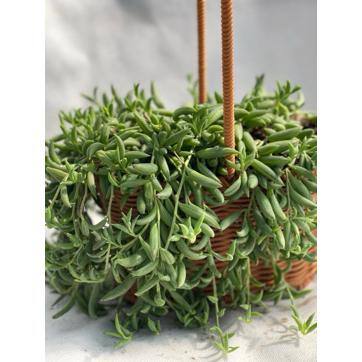 5 in. Senecio Radicans – String of Bananas with White Flowers, Succulent Plants in Grower Hanging Pot - Hercitys