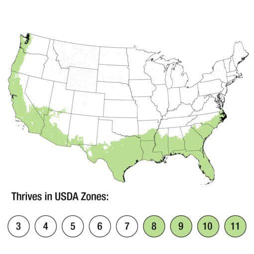 2.5 Qt. Royal Hawaiian ‘Waikiki’ Colocasia Plant (Elephant Ear) with Green, Pink and White Variegated Foliage - Hercitys