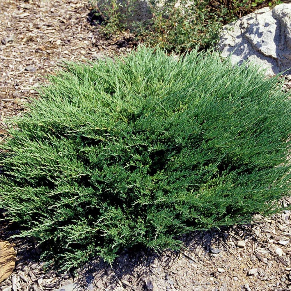 2.5 QT Youngstown Juniper (Juniperus h. ‘Youngstown) Evergreen Shrub 1-Each - Hercitys
