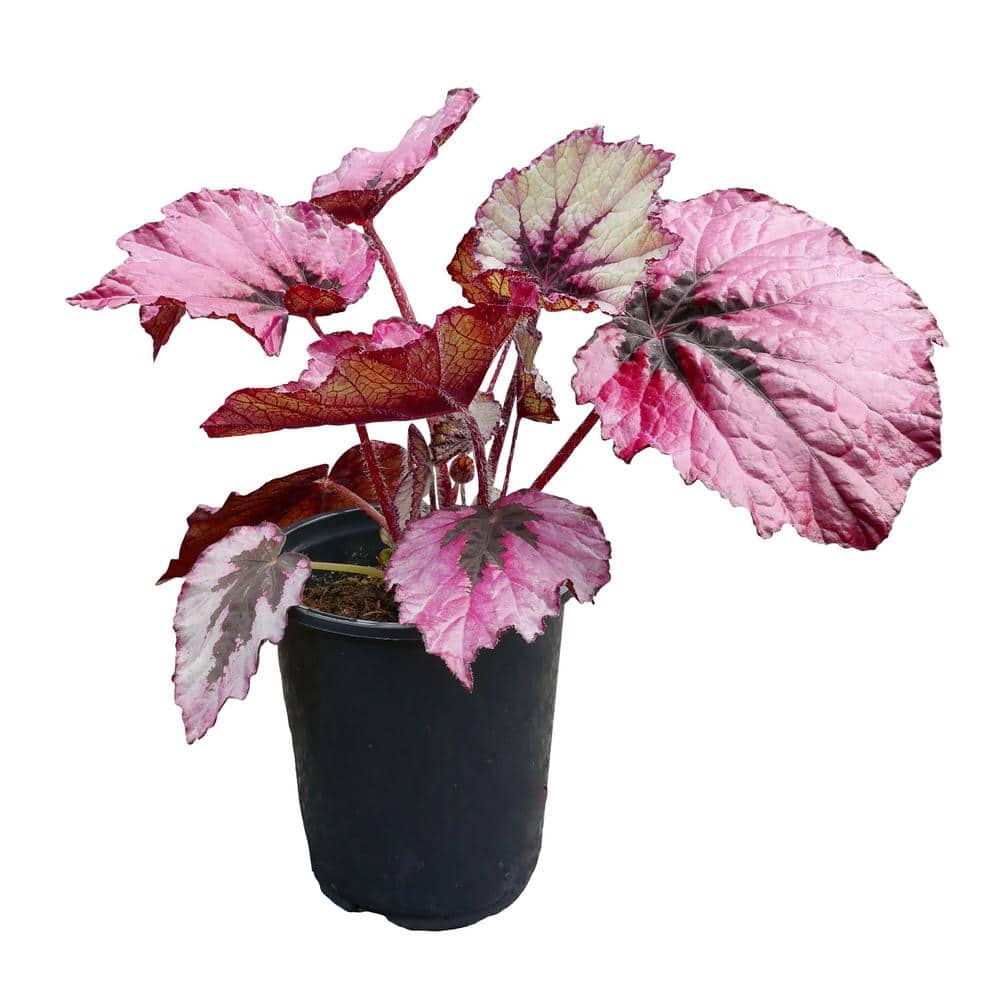 2.5 qt. Rex Begonia Ruby Slippers Annual Plant with Pink Flowers-1 Pack - Hercitys