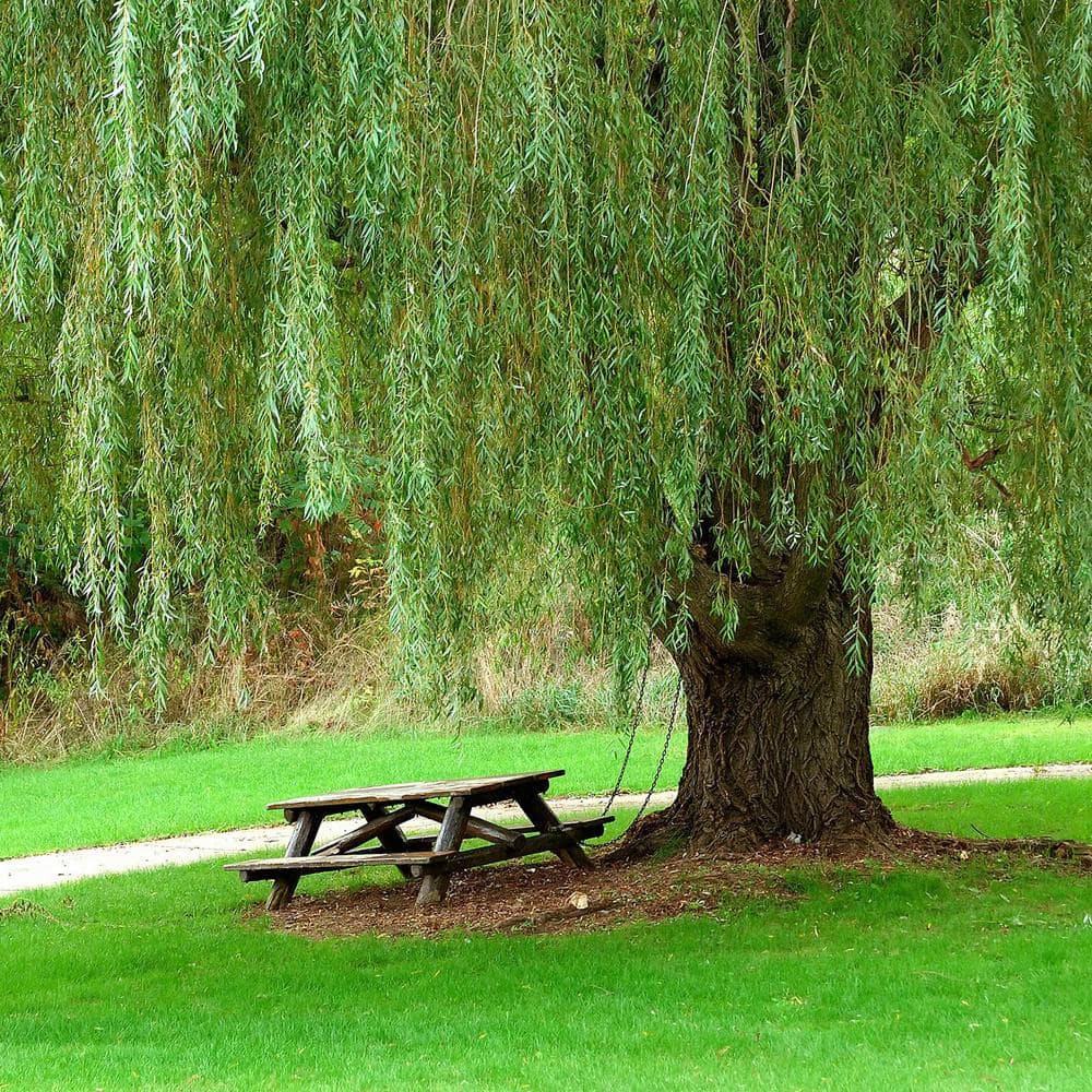 5 Gal. Weeping Willow Tree (2-Pack) - Hercitys